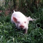 ㅋㅋㅋㅋㅋ애들이나보구<b>심술</b>돼지래 ㅋ캌ㅋㅋㅋㅋㅋㅋㅋ