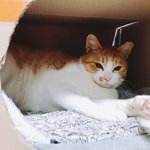 [고양이] <b>TNR</b> 컷팅된채 치아가 부러졌던 미유 .......