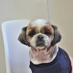 사랑받아야할 아이.. <b>정민이</b>의 가족이 되어주세요!