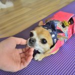 와치/치와와/<b>여아</b>/3kg/3살   *블랙홀같이 빠져들듯한 깊은 눈을...