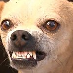 존 나 답답해 원조 우리인 거 알면서 <b>존심</b> 때문에 부정하는 거 봐