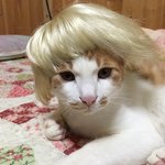우리고양이 마릴린<b>먼로</b>됨ㅋㅋㅋㅋㅋㅋ