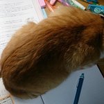 [드루와] 고양이 혼났는데 지금 <b>상태</b>가ㅜㅜㅋㅋㅋㅋㅋㅋ