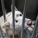 [강아지] 병원 작은케이지에서 3<b>달째</b> 안락사를 기다리며 지내온 진도호구...