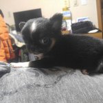 [강아지] 우리 멍멍이 <b>루루</b>를 소개할께욧!^0^