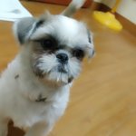 [강아지] 천안 성정동 시<b>츄</b> 보호중입니다