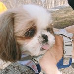 [강아지] 유기견 <b>입양</b> 네달째!!
