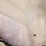 [개깊은빡침] 탐&amp;** 커피숍에서 <b>금속</b>갈린 주스를 마신 임산부입니다.