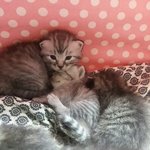 [고양이] 생각보다 적응하기 수월했던 로또 육묘이야기