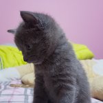 [고양이] 고양이 키우는 <b>집사</b>분들 도움 좀 주세요.