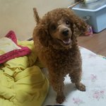 [강아지] 저희집에 <b>코코</b>가 왔어요