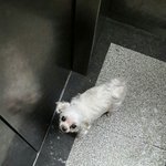 강아지를 14년키웠는데 아직도 아빠와 사이가안좋습니다ㅠㅜ