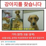[강아지를 찾습니다]서울시 송파동 , 래브라도 리트리버입니다!!