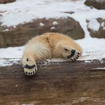 그냥 인형 그 자체인 <b>아가</b> 북극곰