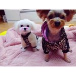 [도와주세요] 도와주세요...7년을 키운강아지가 죽었어요...