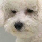 [댓글부탁해] 친구가 내 <b>생선</b> 자꾸 안주려고 해;
