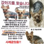 [강아지를 찾습니다]경기도 <b>하남시</b> 덕풍동 요크셔테리어 슬이를 찾아주세요...