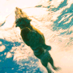 [콜로라도] 호랑이가 고양이과 동물이라 <b>물속</b>에 도망가면 안전하겠지...