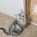 [고양이] 1살된 저희 아미짱을 소개합니다!