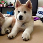 이거 강아지무슨<b>종류</b>야...?