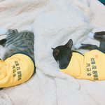 [고양이] 재구와 <b>오레오</b>의 동거생활2