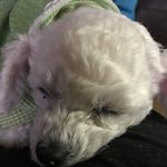 [EXO] 우리집개55) 오늘 카메라 의식도 안하고 졸<b>라리</b> 귀옂당