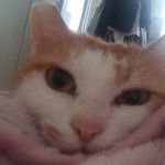 [댓글부탁해] 우리집고양이 투<b>슬리스</b>닮음