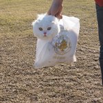 [힙냥이로꼬] <b>로미</b>  JYP 평행이론설?!