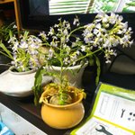 [드루와] ㅋㅋㅋㅋㅋ무꽃 <b>핌</b>