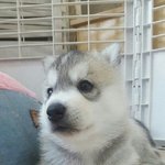 [EXO] 우리<b>집개</b>는 어때