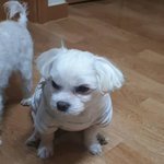 [EXO] 밥 너무많이먹어서 먹지말라고 뺏었는데 조카 삐짐