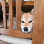 혹시 학생회해본 사람들있어?!