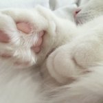 [세븐틴] ㅅㄷ 이거 <b>지훈이</b> 손 같아...
