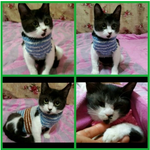 길에서 힘들게 살다가 구조된 16마리 냥이들이 있어요..