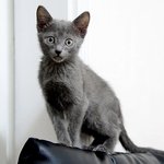 [고양이] <b>러블</b> 모모를 소개합니다~