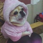 나 ㅈㄴ <b>염소</b>같이 생김
