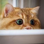 진짜 현실판 '장<b>화신</b>은 고양이'