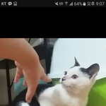[EXO] 우리고양이 귀여워