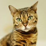 [고양이] 부부와 함께하는 동거묘 세마리 16 - 집사의 취미