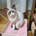 [고양이] 사진 잘 나오는곳을 아는 고양이,,