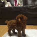 [강아지] 우리집 상전 토르를 소개합니당
