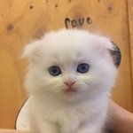 저희<b>미미</b>예요