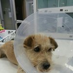 [강아지] 교통사고후 갈곳이 없어 병원 케이지에서 지내던 <b>라온이</b>