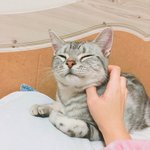 [고양이] 사랑하는 나의 <b>아미</b>짱