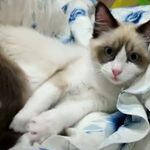 [<b>고양</b>이] 정말 놓치기 싫은 아침의 고양이 모습