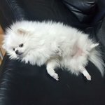 [코코토끼] 코코 와 토끼 _ 겨울 보내고 봄 맞이하기