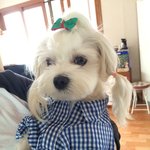 [강아지] 우리집 상전 꼬미<b>총각</b> 소개합니다.