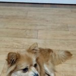 [강아지] 방울이 <b>조상</b>을 찾아주세요~