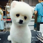 [댓글부탁해] <b>포켓몬</b>고왜이럼