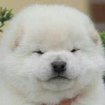 강아지 짤에 <b>재미</b>들린 남편